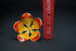 Pure Silver Yellow And Orange Flower 16g